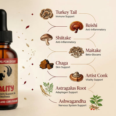 Vitality™ Turkey Tail Extract